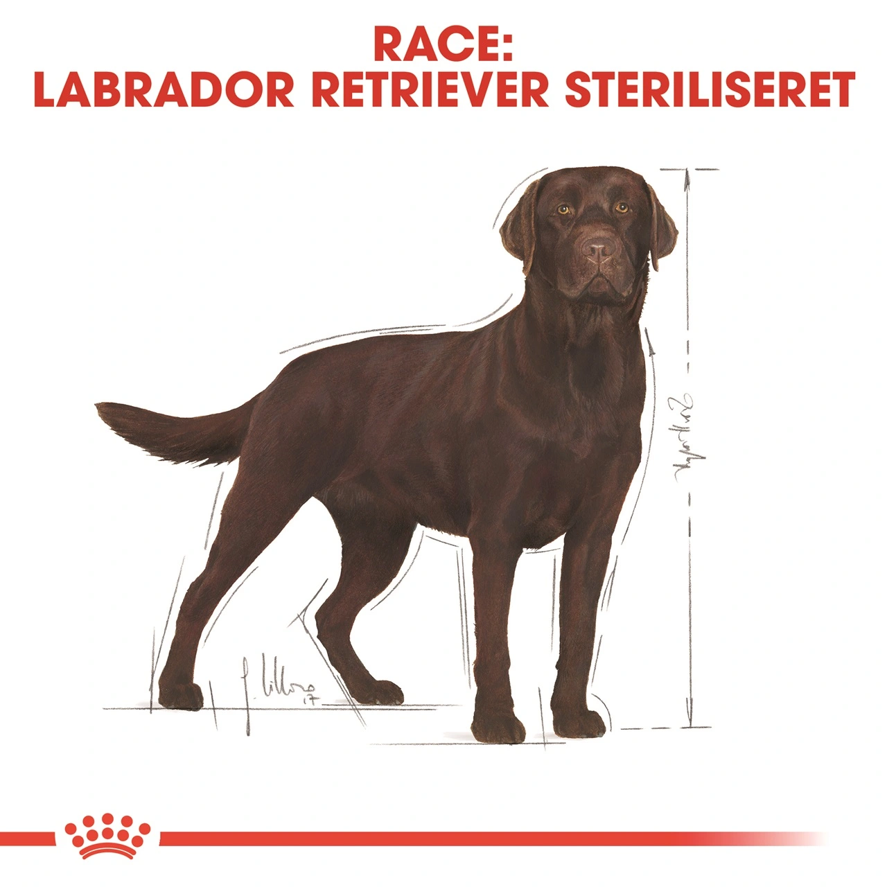 Royal Canin Labrador Retriever Sterilised Adult 12 kg - tørfoder til voksne hunde